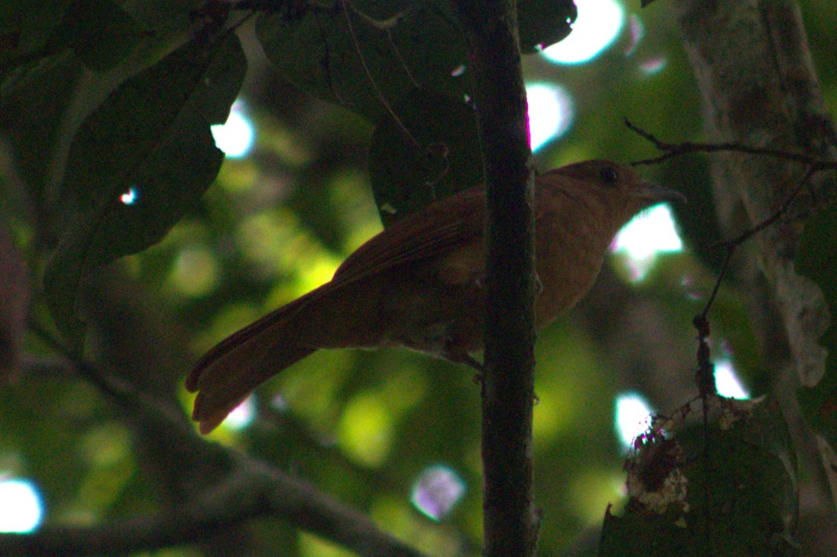 Rufous Piha - ML636720782