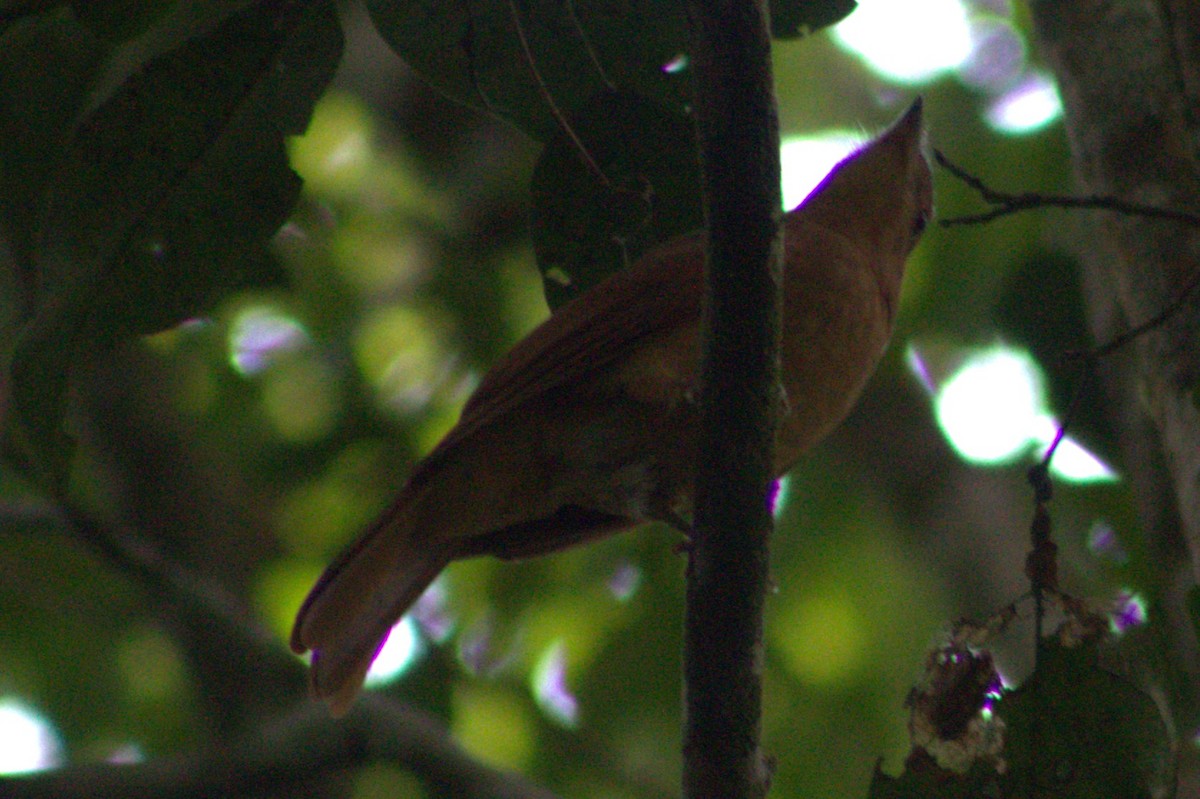 Rufous Piha - ML636720783