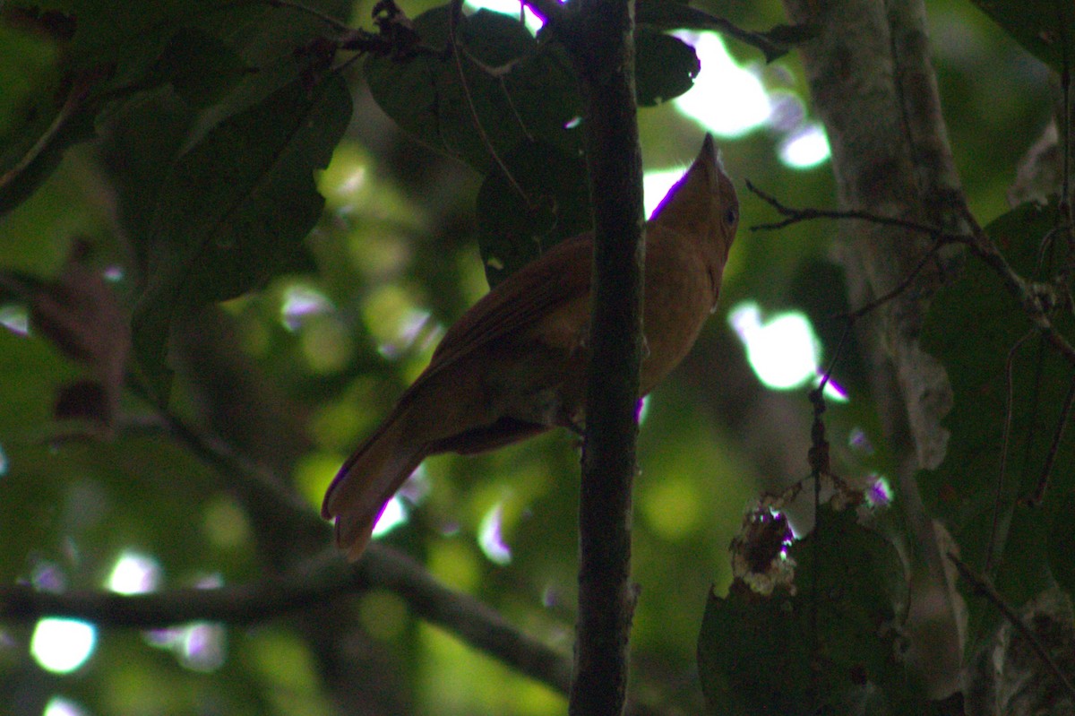 Rufous Piha - ML636720784
