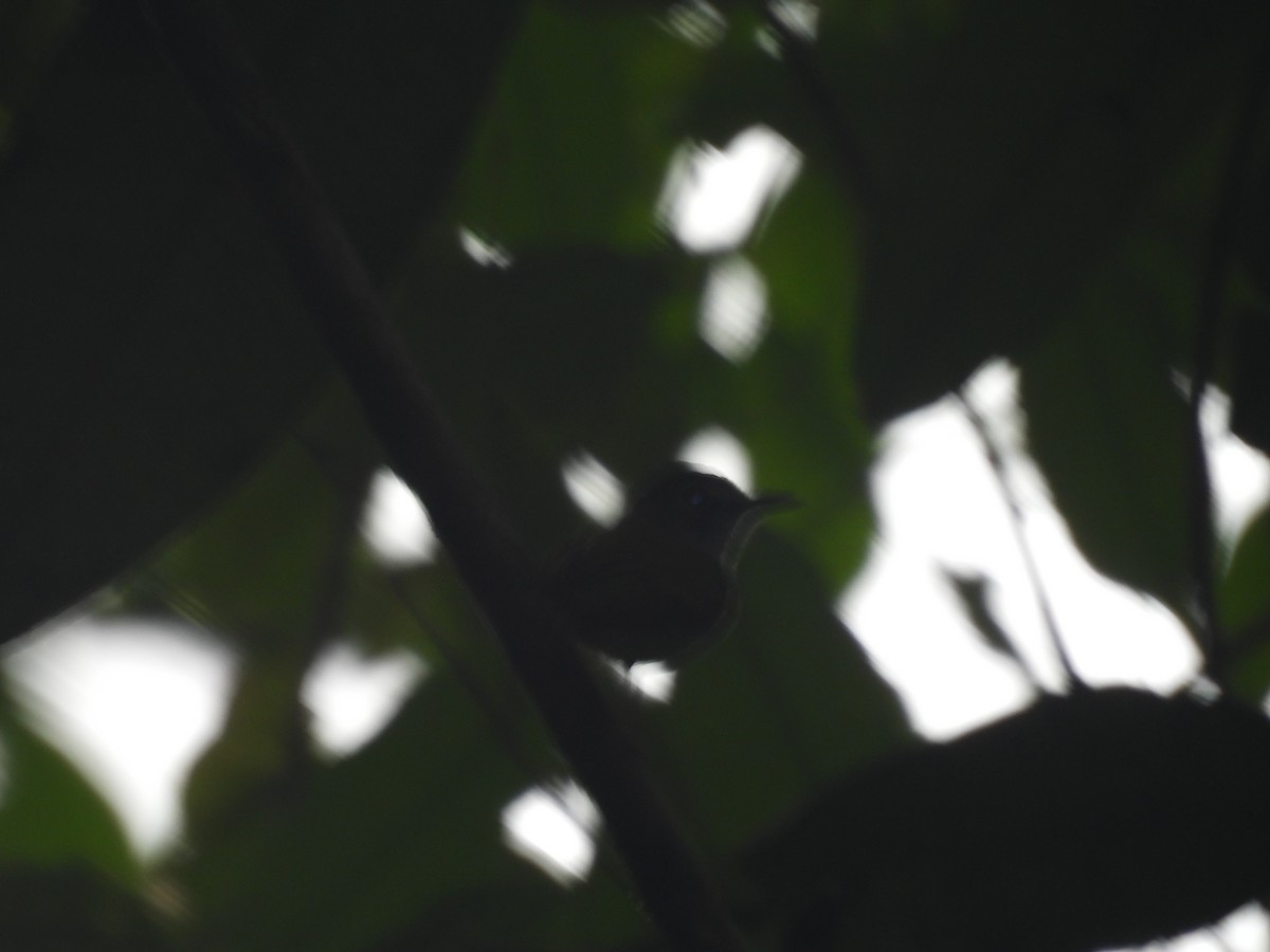 Black-capped Pygmy-Tyrant - ML636720795