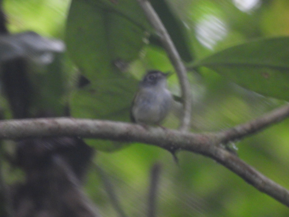 Black-capped Pygmy-Tyrant - ML636720796