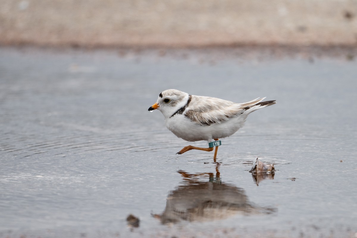 Piping Plover - ML636720844