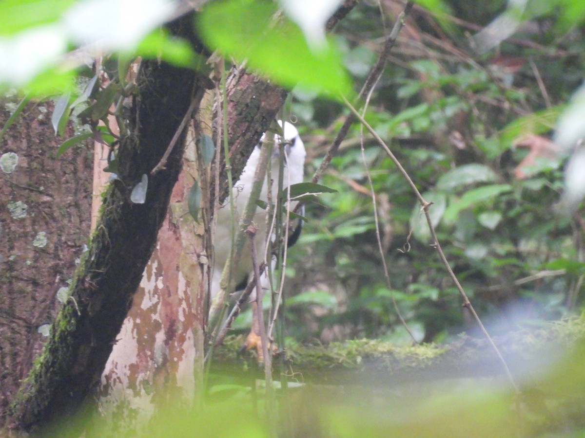 White Hawk - ML636720950