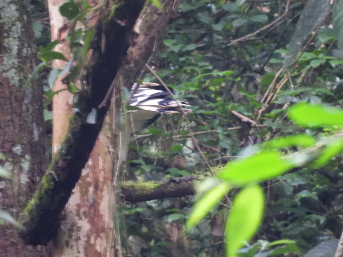 White Hawk - ML636720951