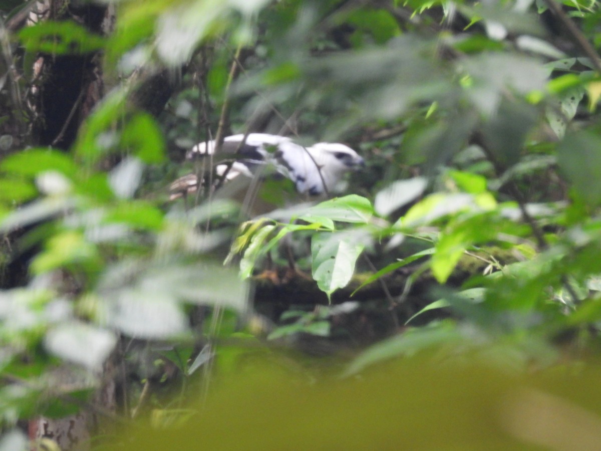 White Hawk - ML636720952