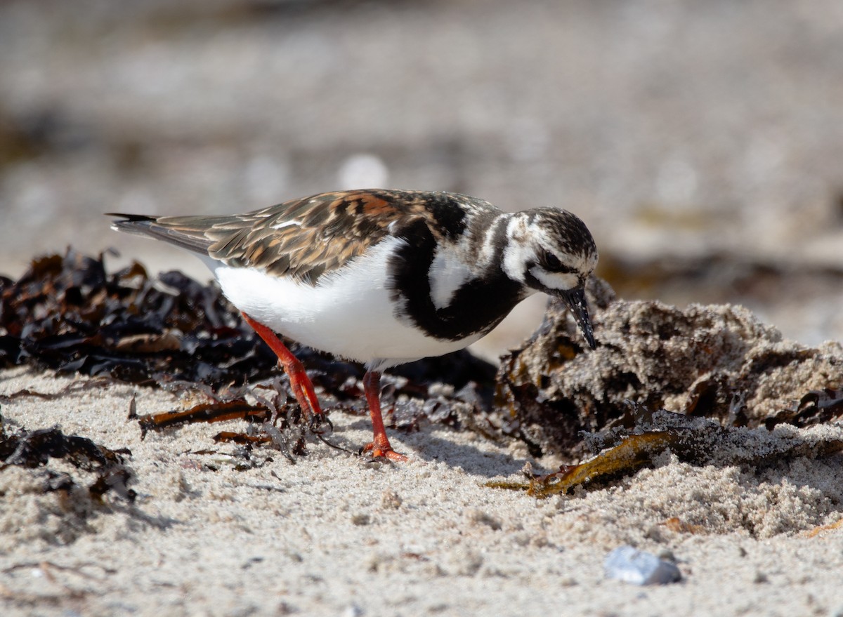 Ruddy Turnstone - ML636720967