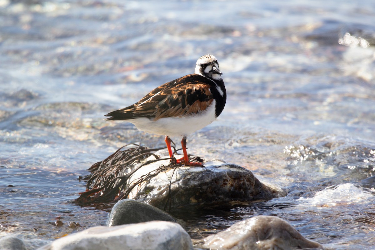 Ruddy Turnstone - ML636720971