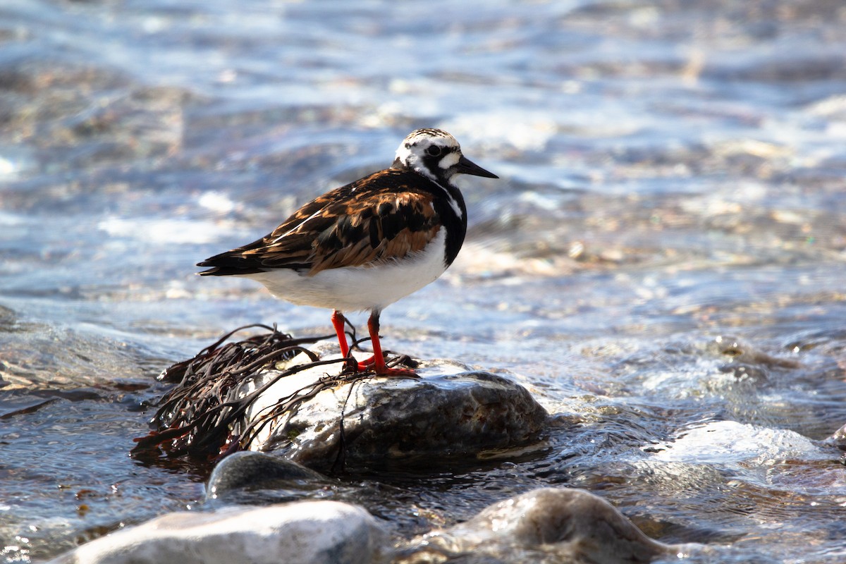 Ruddy Turnstone - ML636720973