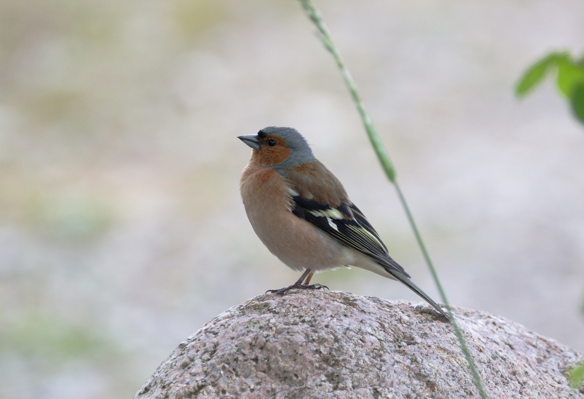 Common Chaffinch - ML636720987