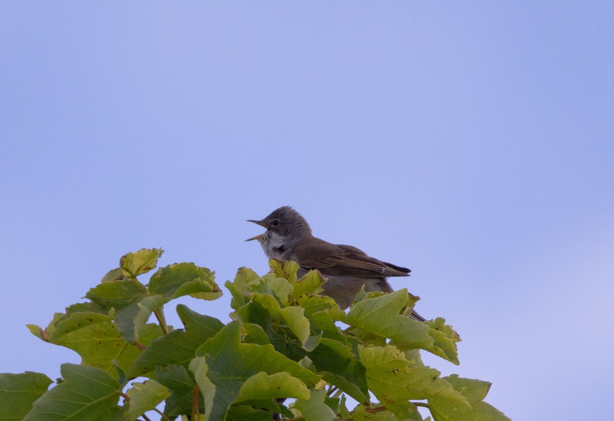 Greater Whitethroat - ML636721017