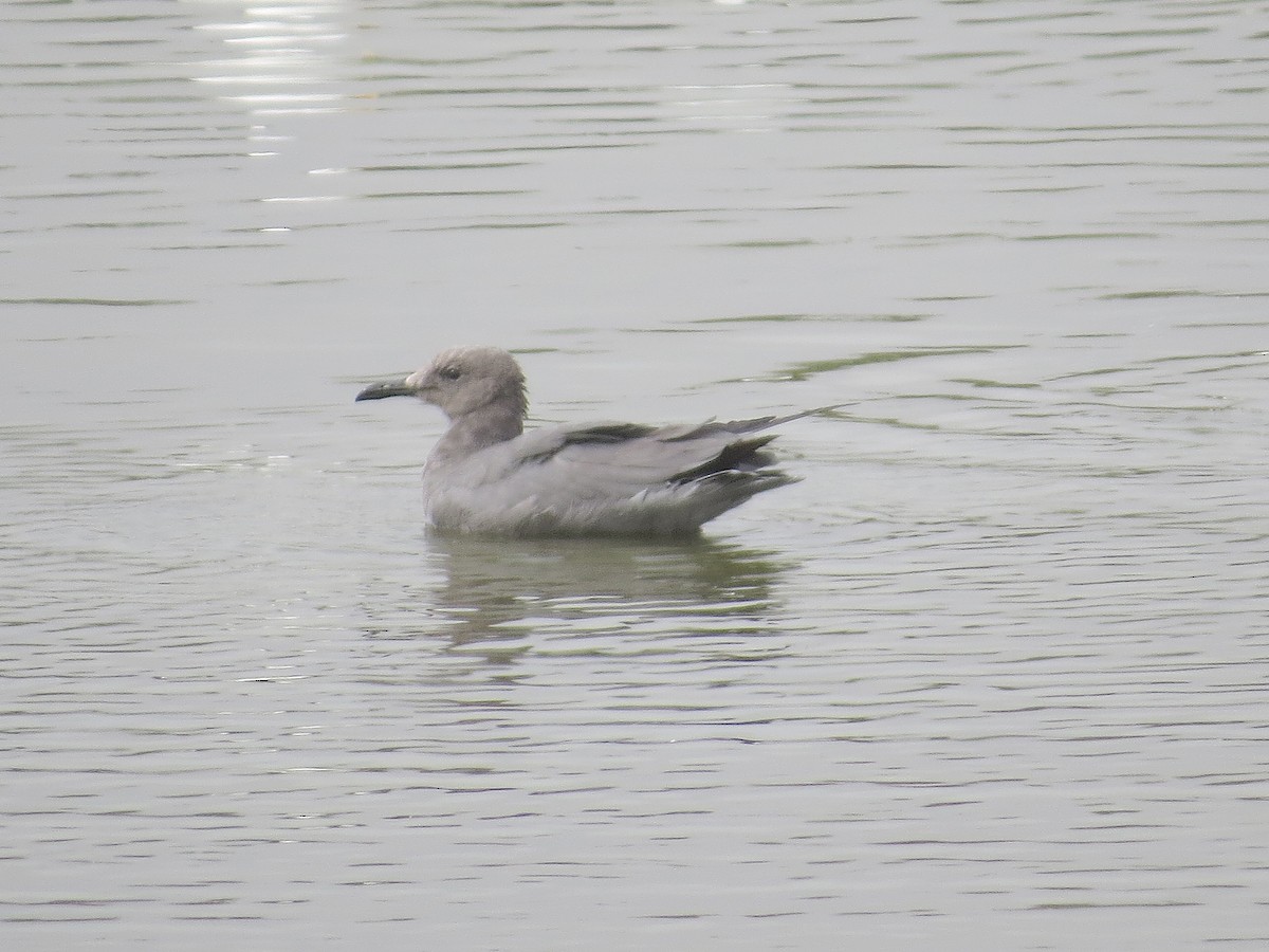 ørkenmåke - ML636721046