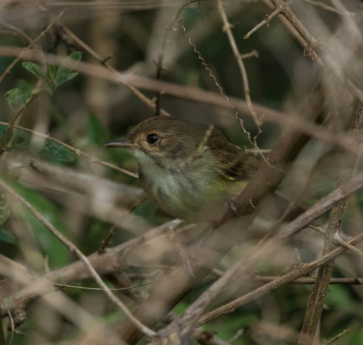 Fulvous-crowned Scrub-Tyrant - ML636721151