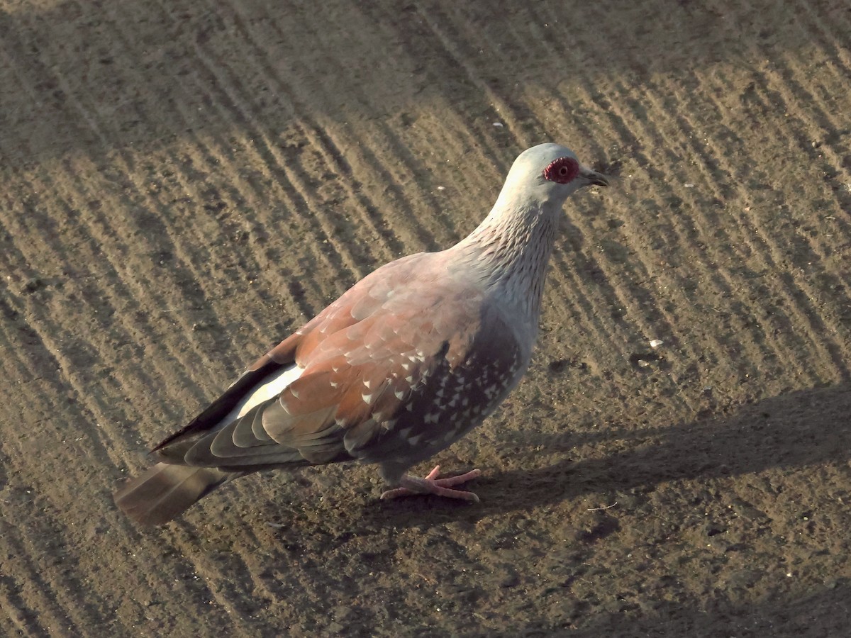 Speckled Pigeon - ML636721182