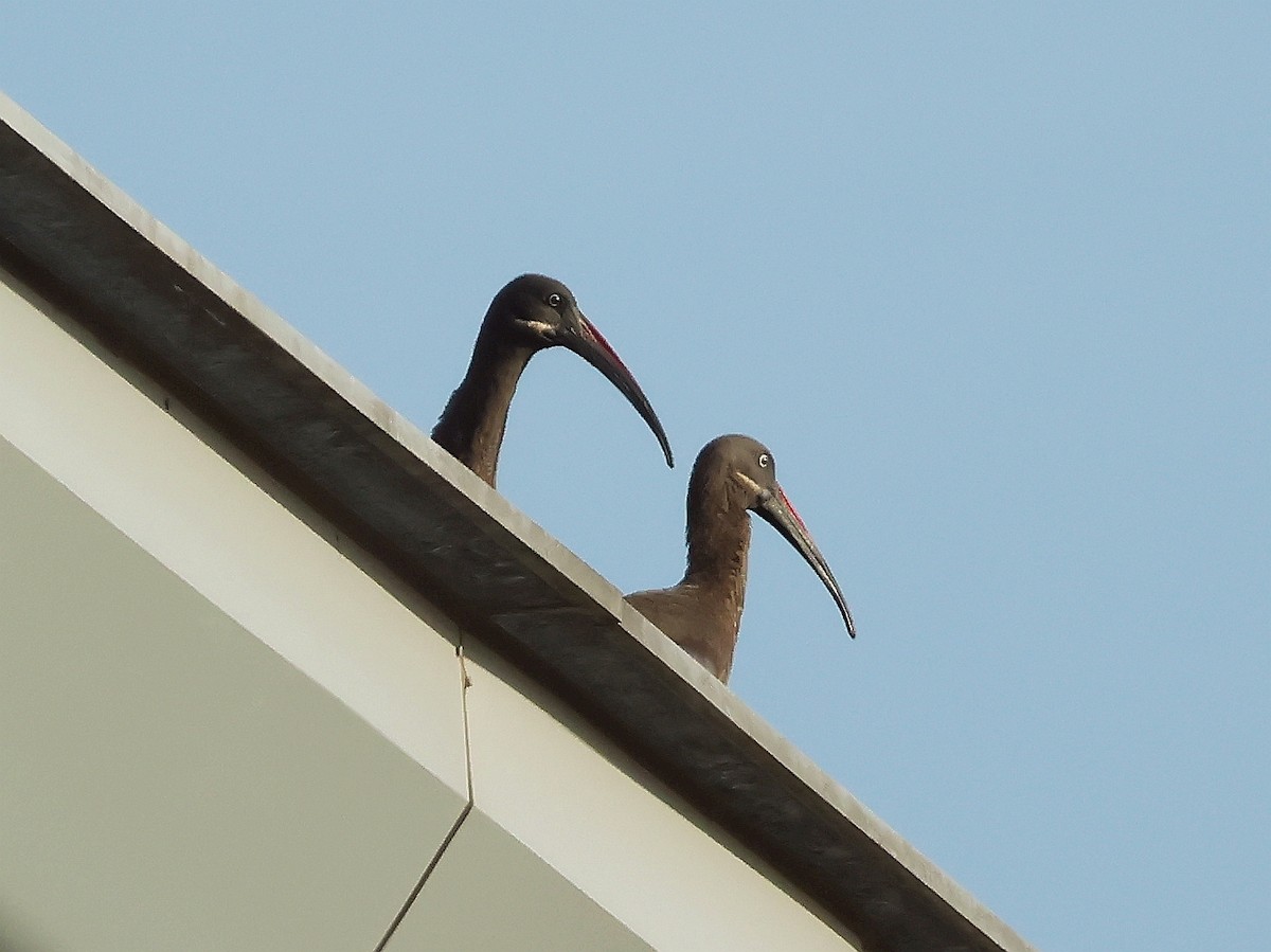 Hadada Ibis - ML636721192