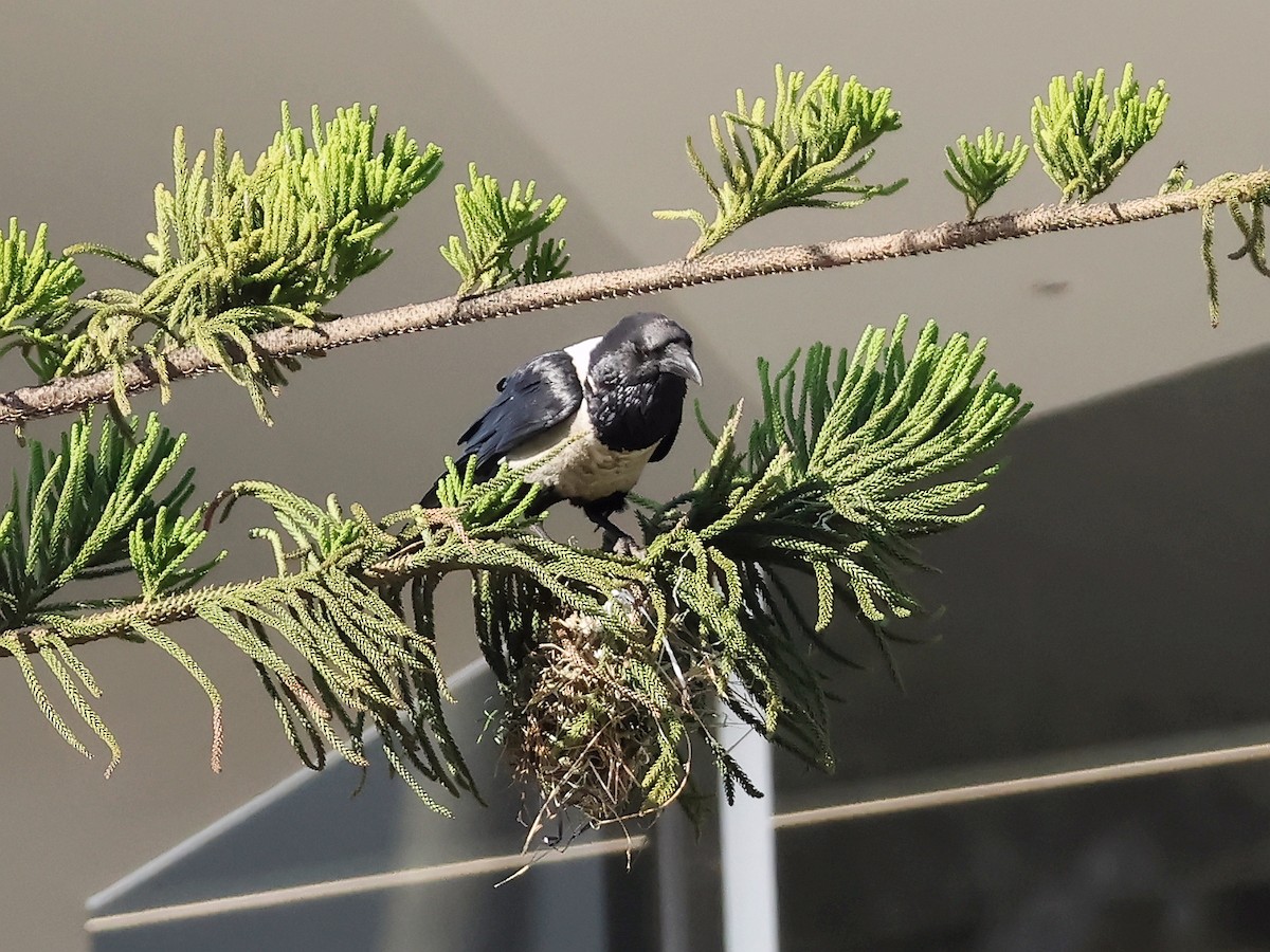 Pied Crow - ML636721200