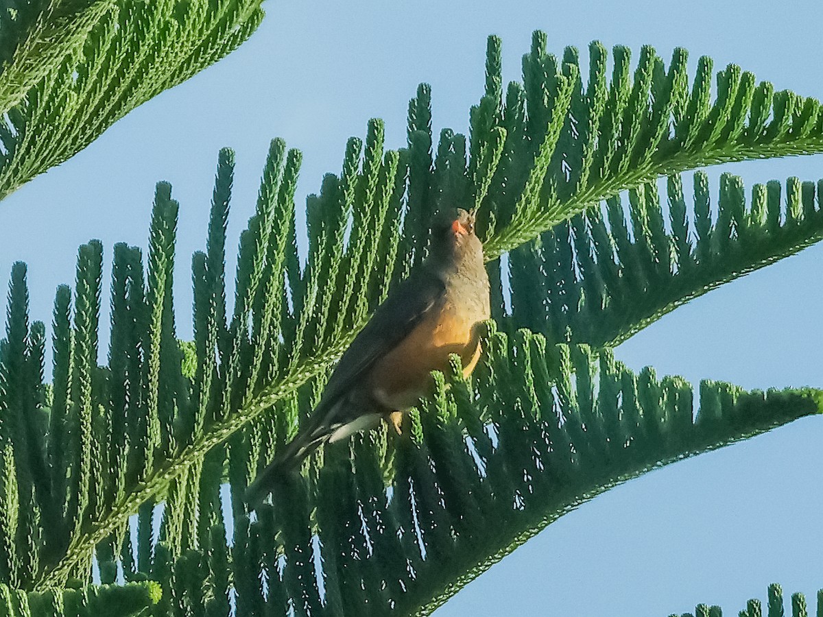 Abyssinian Thrush - ML636721309