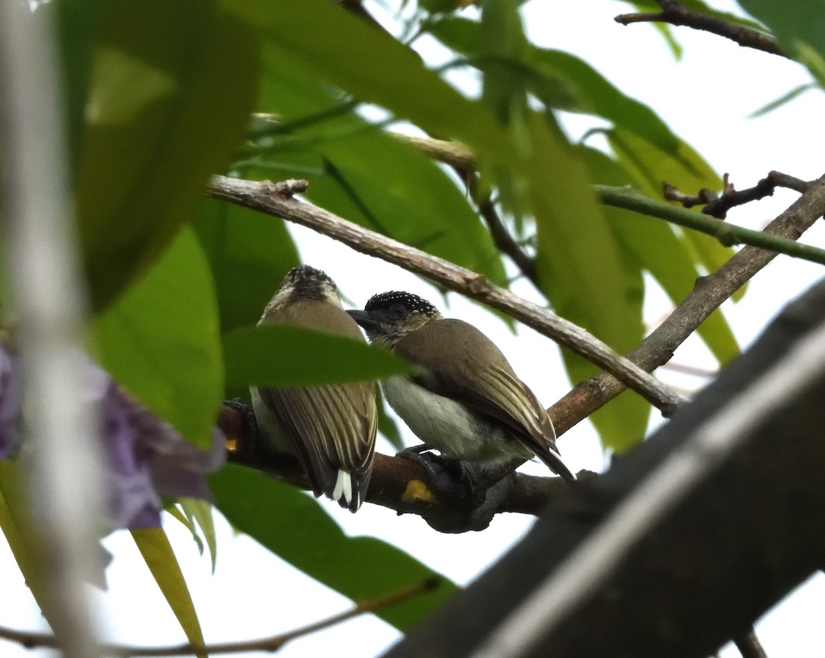 Grayish Piculet - ML636721322