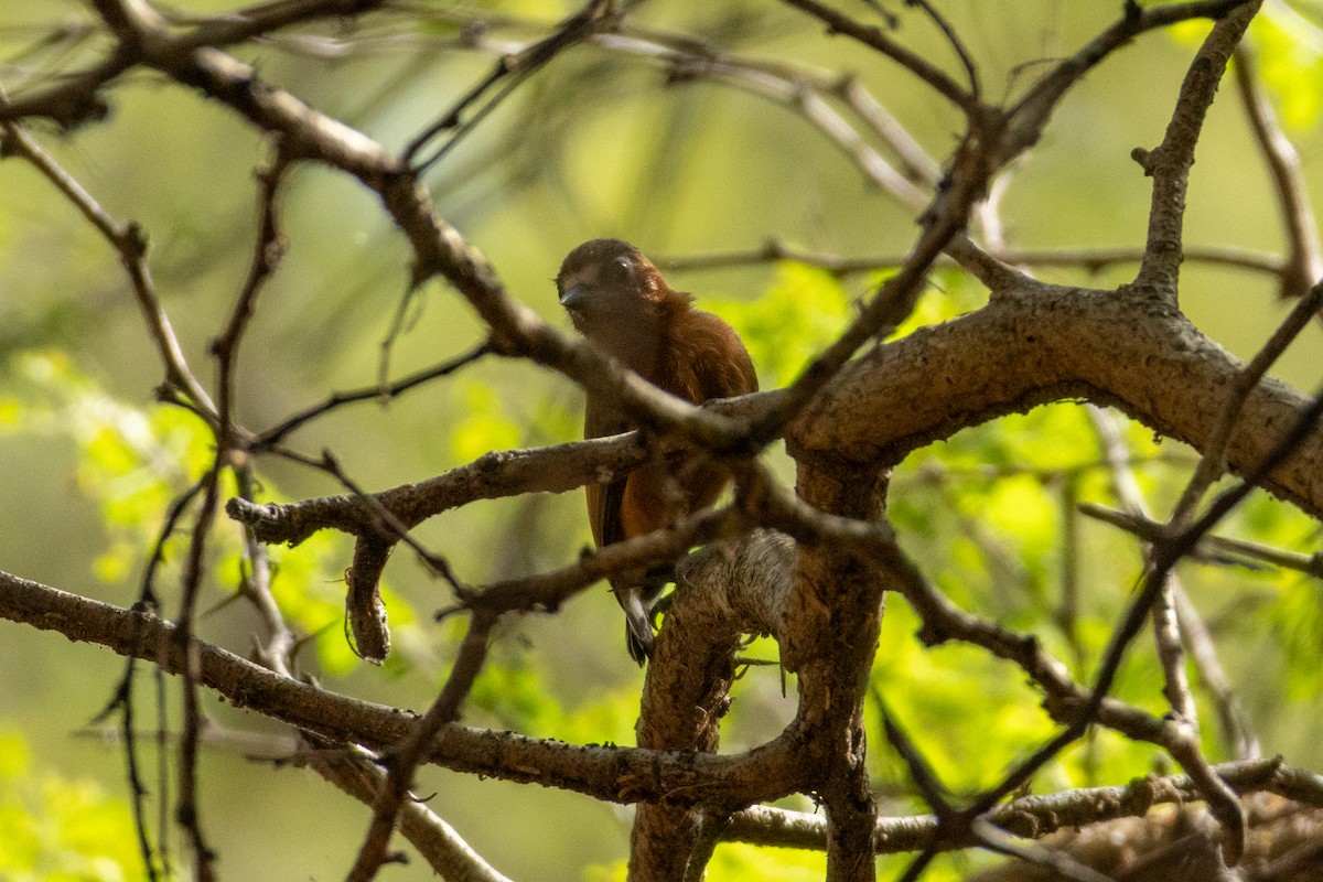 Chestnut Piculet - ML636721327