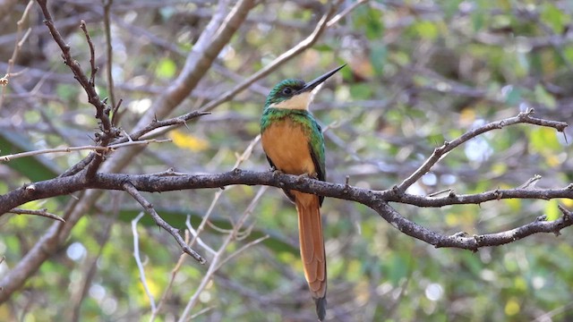 Rufous-tailed Jacamar - ML636721392