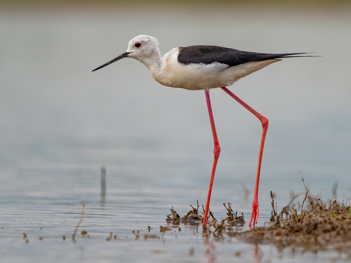 Black-winged Stilt - ML636721446