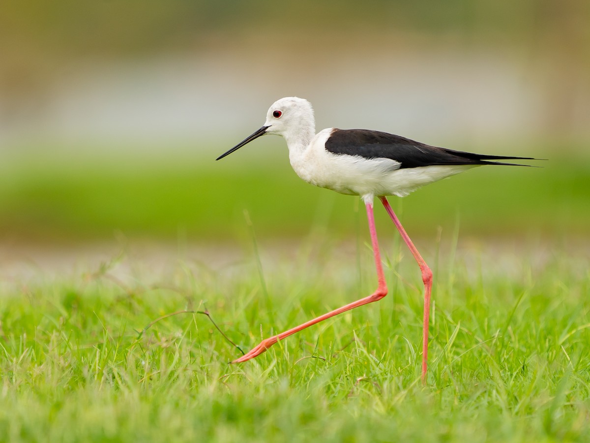 Black-winged Stilt - ML636721447