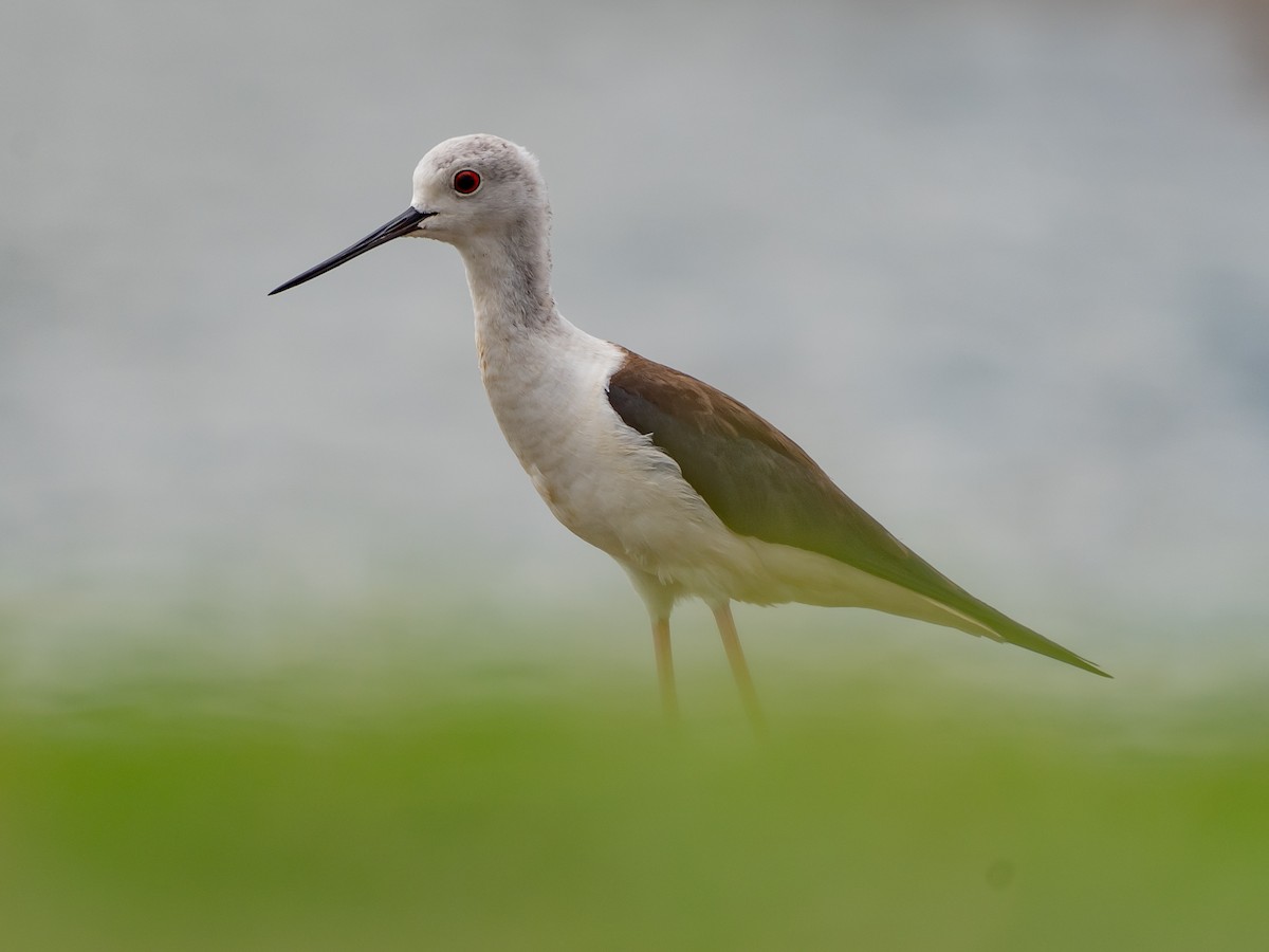 Black-winged Stilt - ML636721448