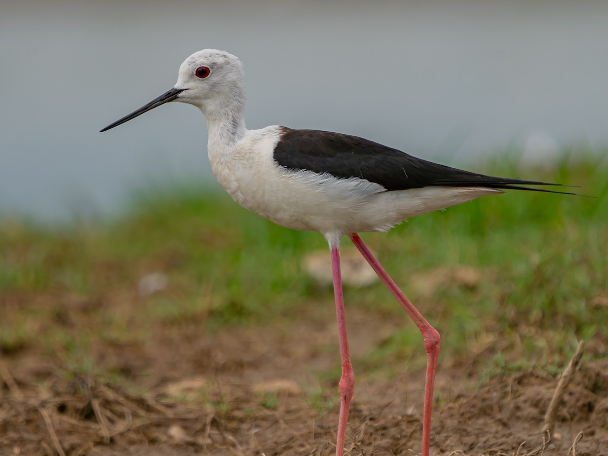 Black-winged Stilt - ML636721449