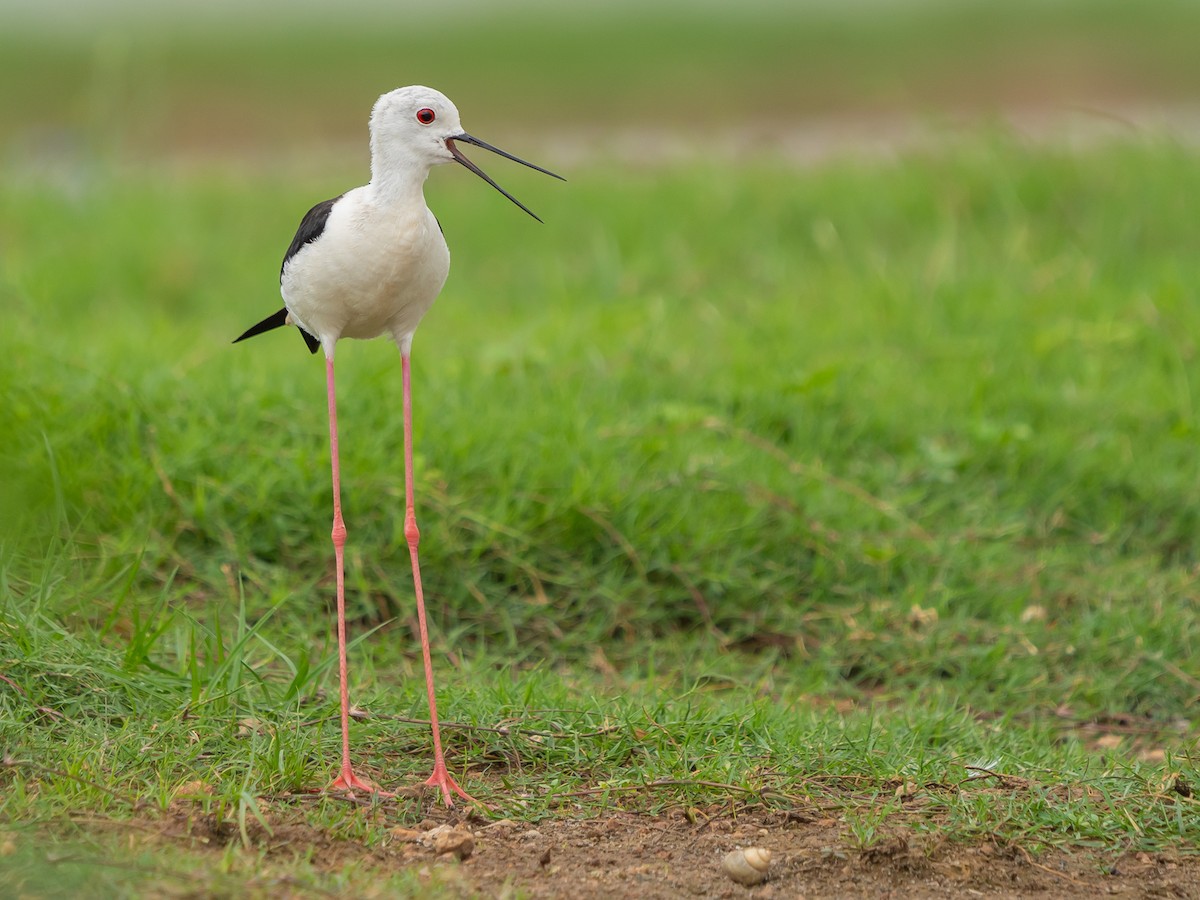 Black-winged Stilt - ML636721450