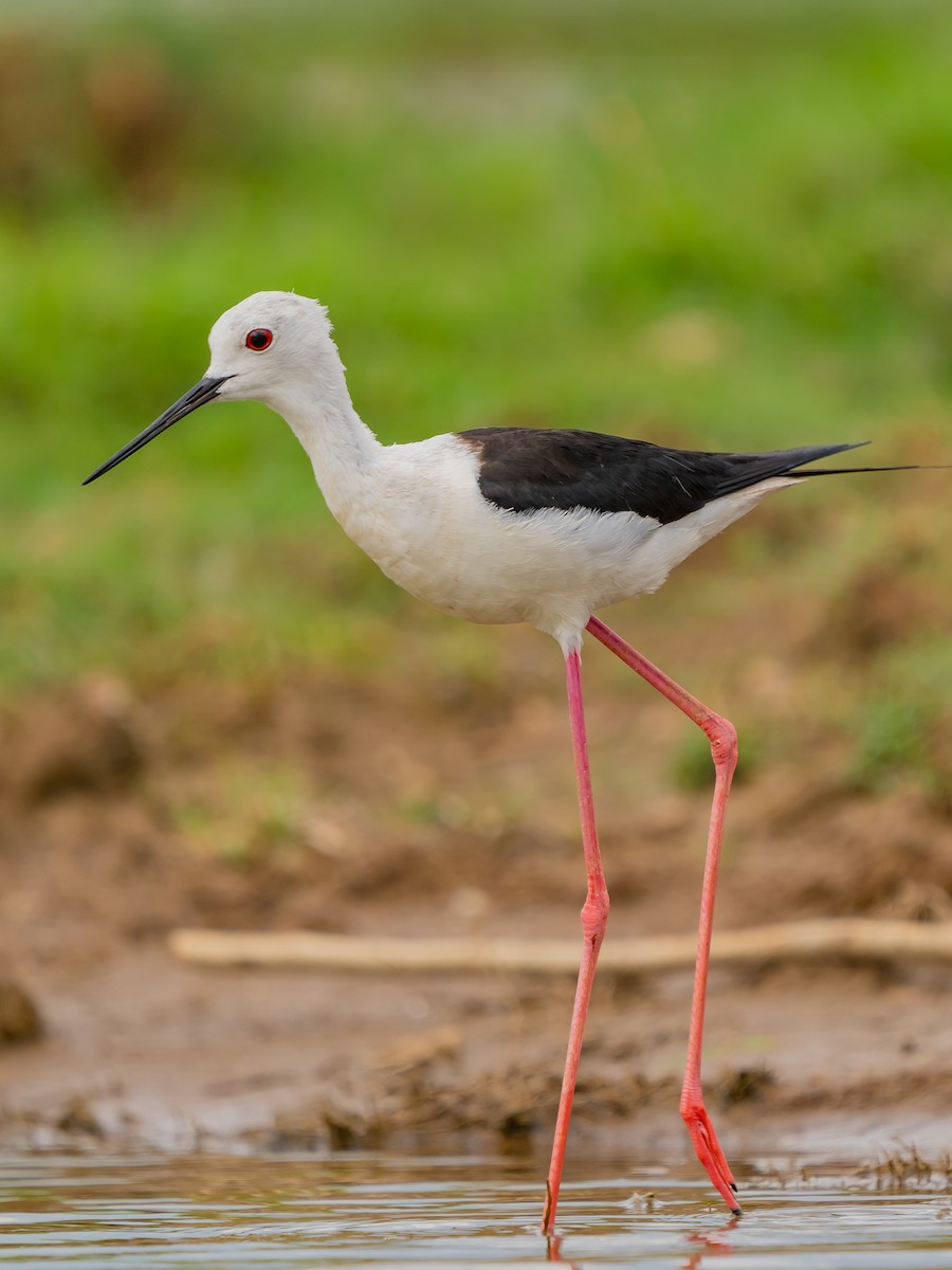 Black-winged Stilt - ML636721451