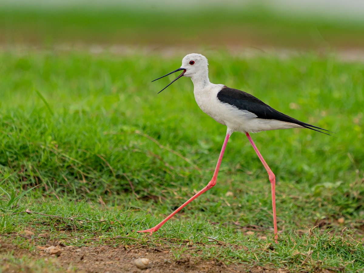 Black-winged Stilt - ML636721452