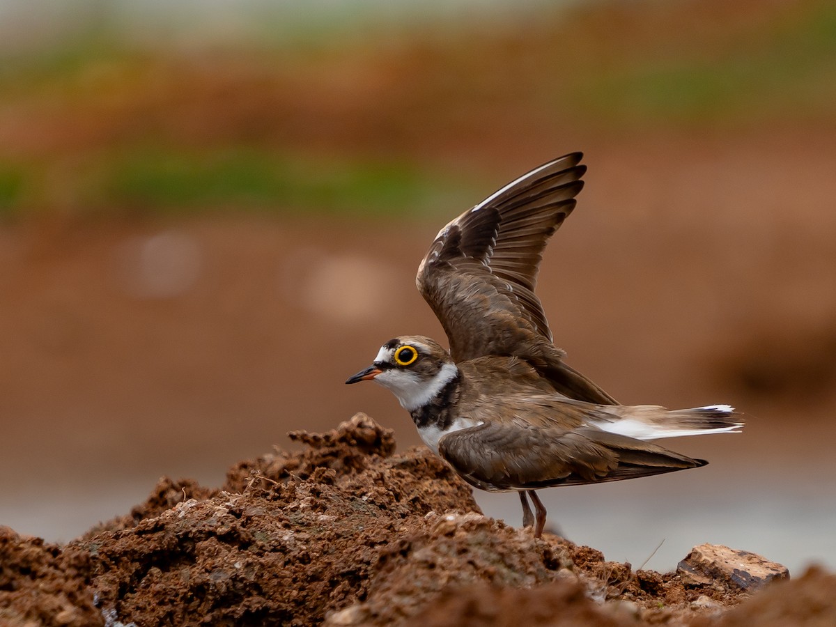 Little Ringed Plover - ML636721480