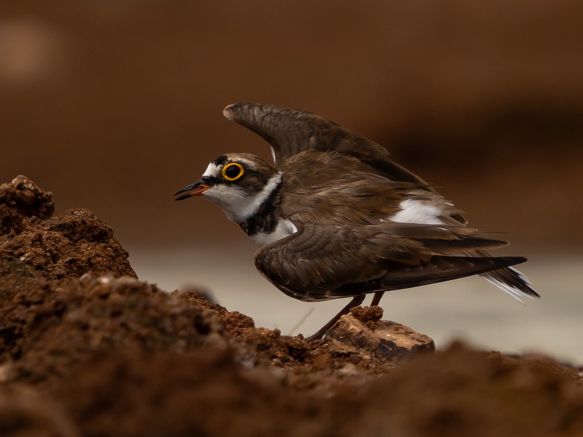 Little Ringed Plover - ML636721482