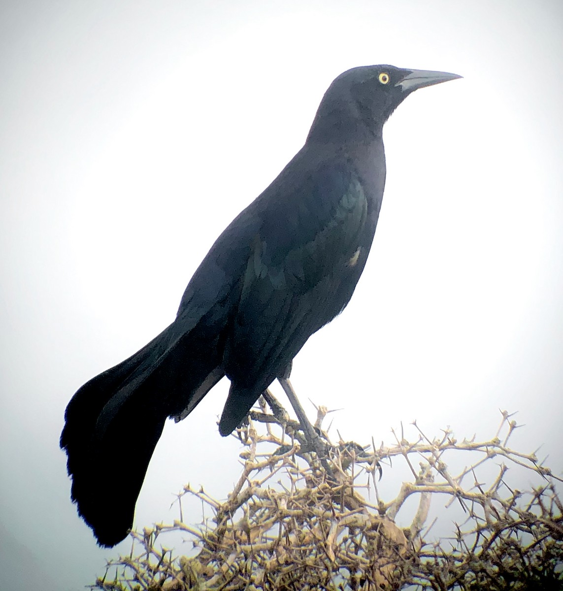 Greater Antillean Grackle - ML636721490