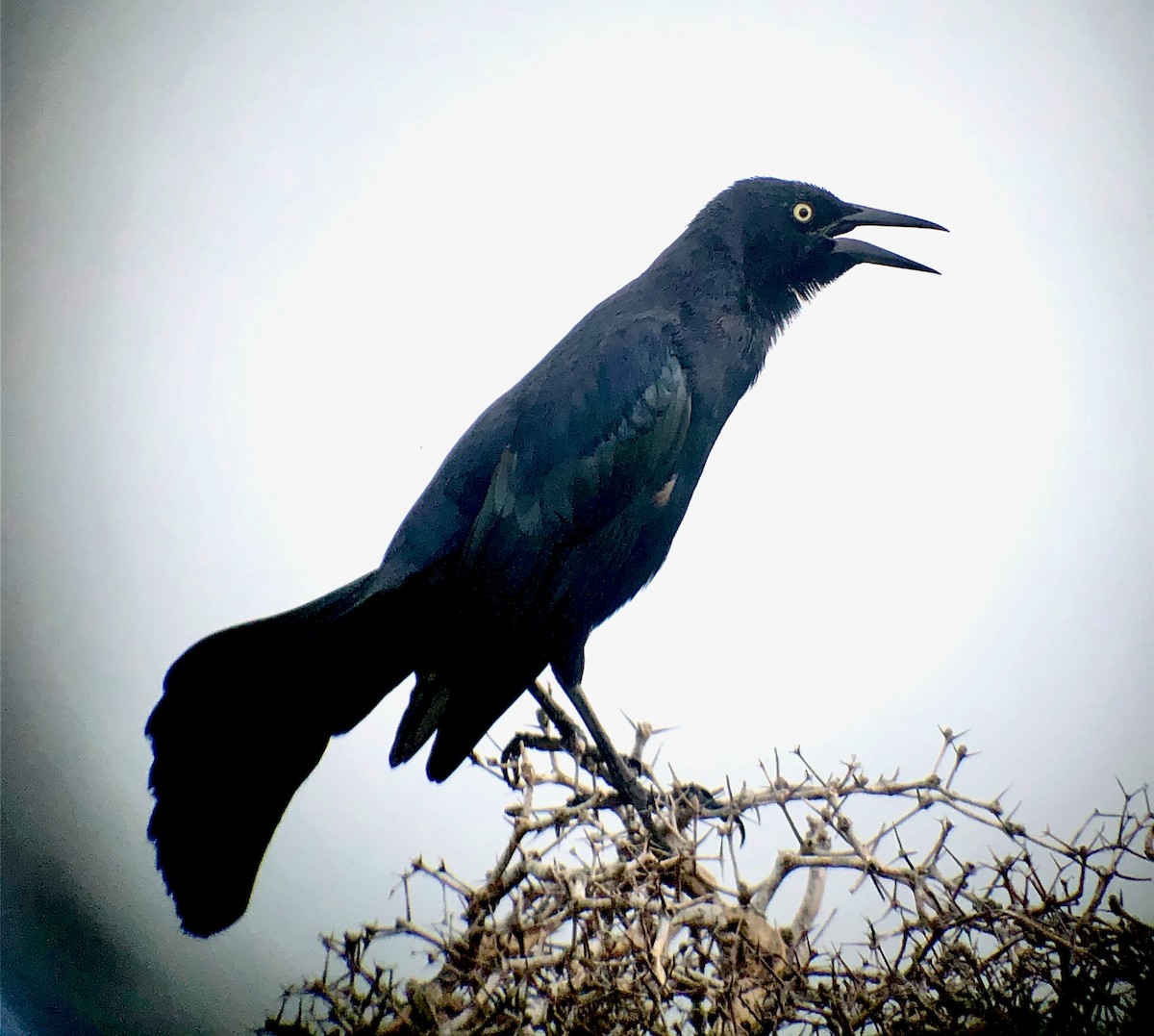 Greater Antillean Grackle - ML636721491