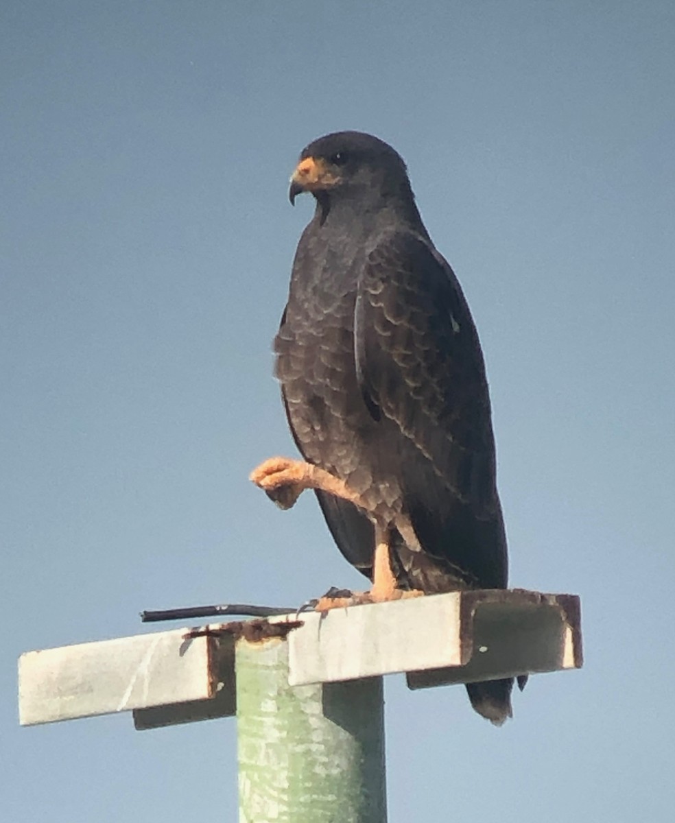 Cuban Black Hawk - ML636721511