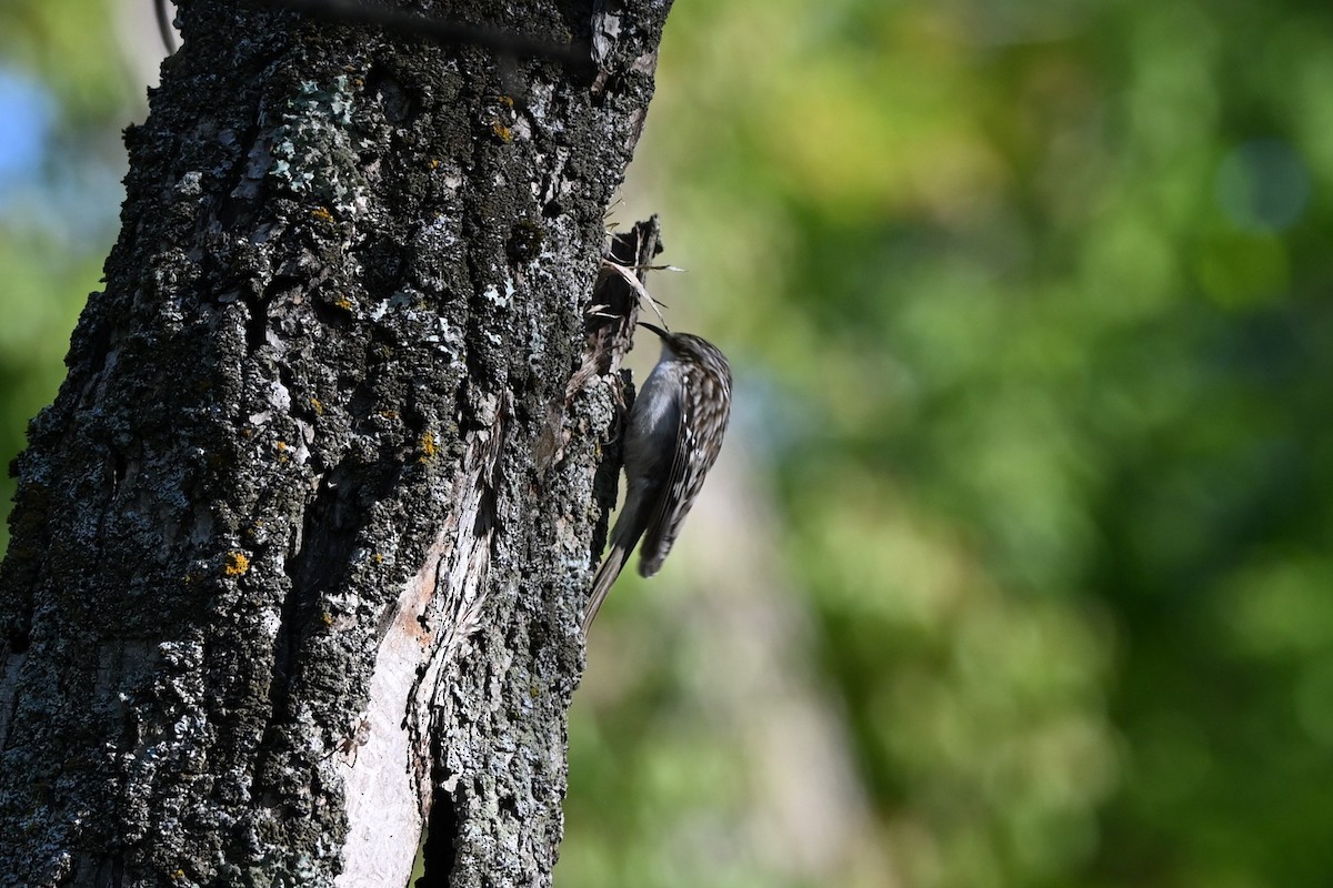 Brown Creeper - ML636721542