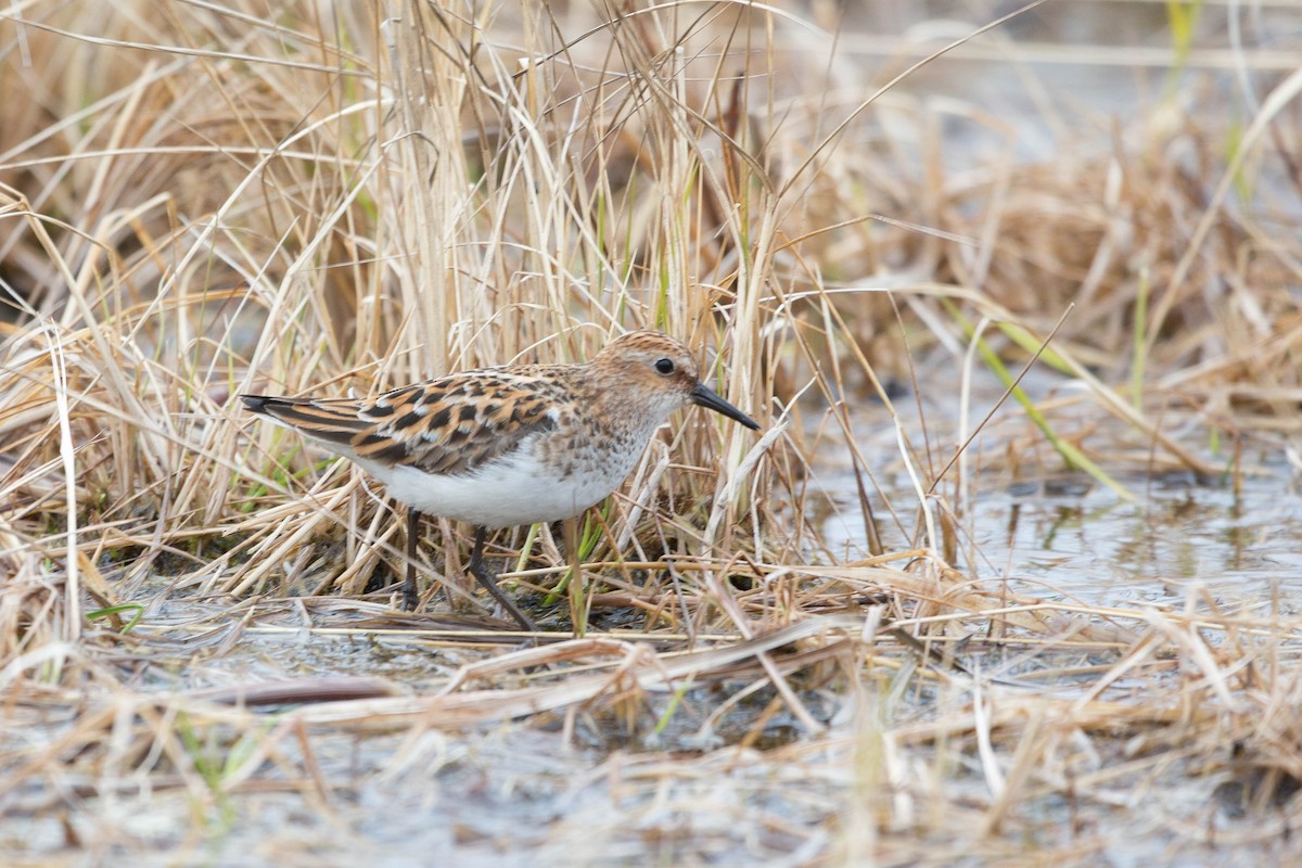 Little Stint - ML636721555