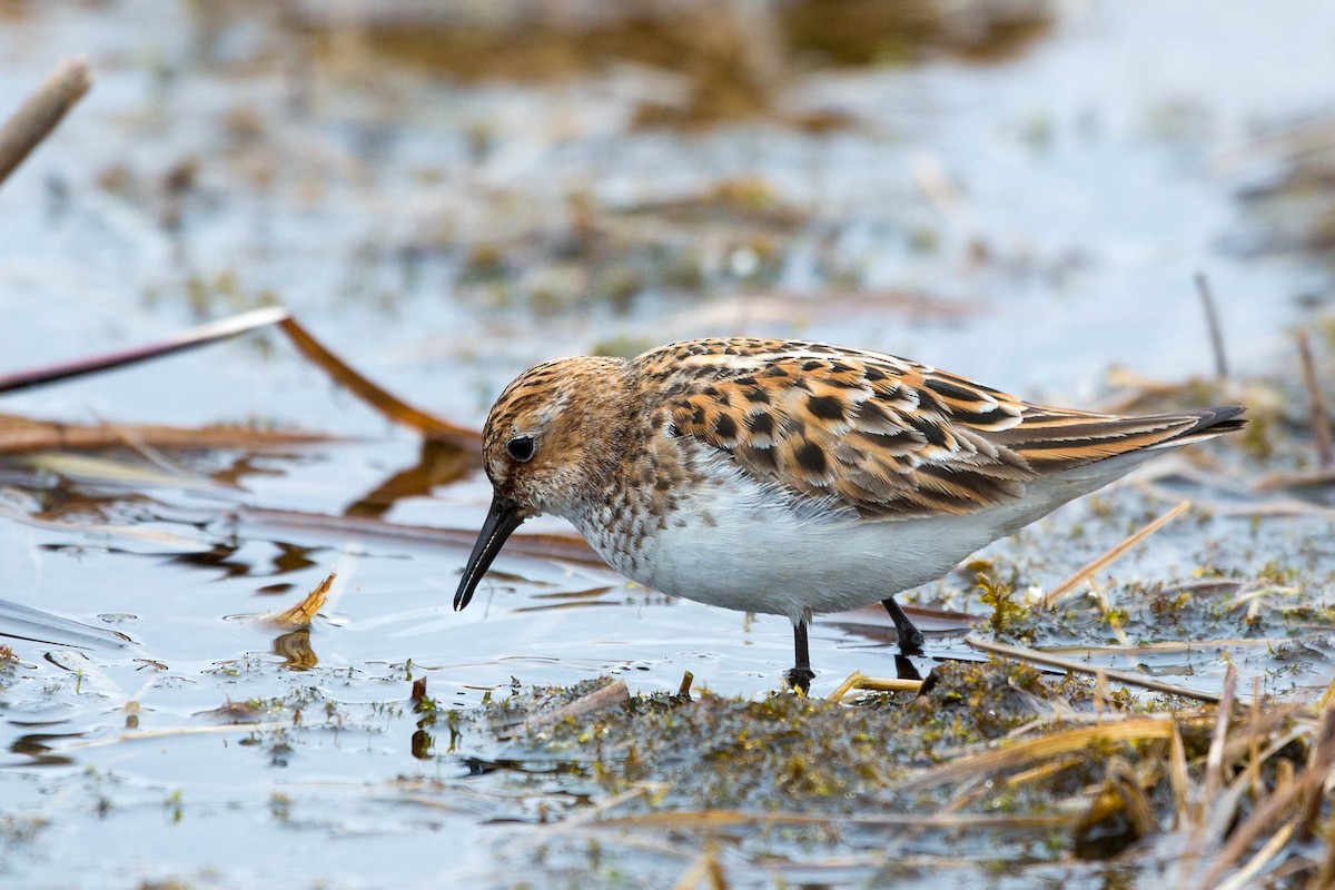 Little Stint - ML636721556