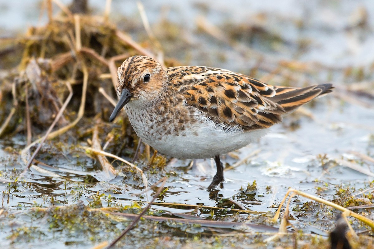 Little Stint - ML636721557