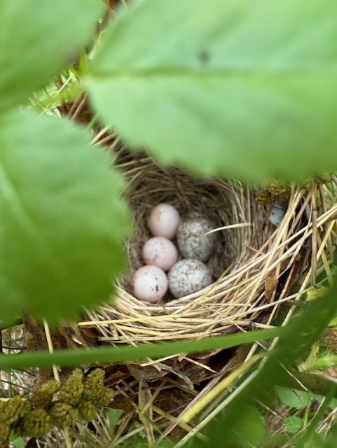 Brown-headed Cowbird - ML636721561