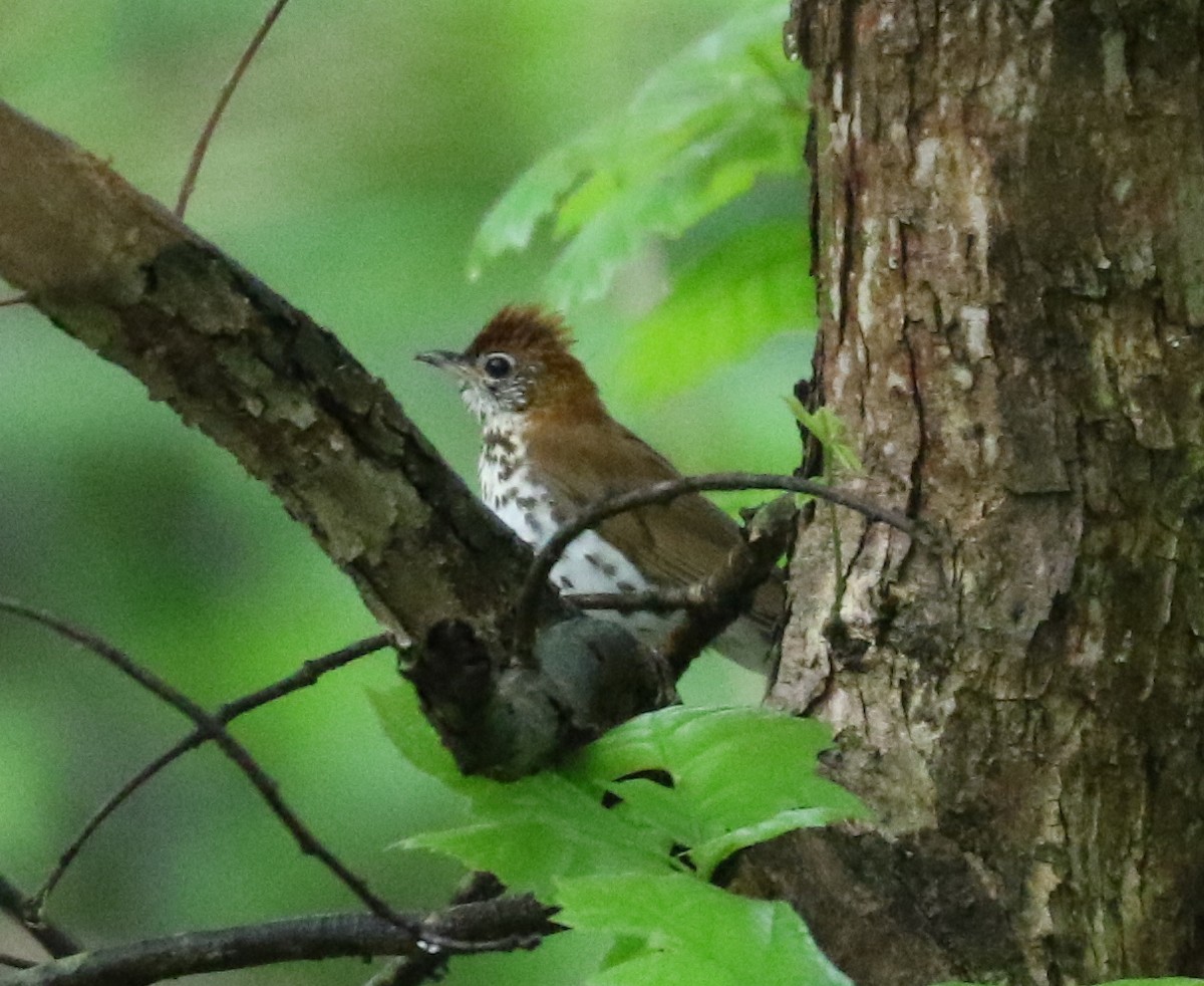 Wood Thrush - ML636721588