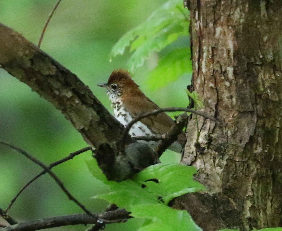 Wood Thrush - ML636721589