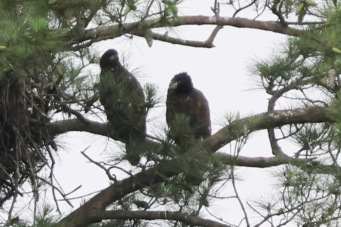 Bald Eagle - ML636721659