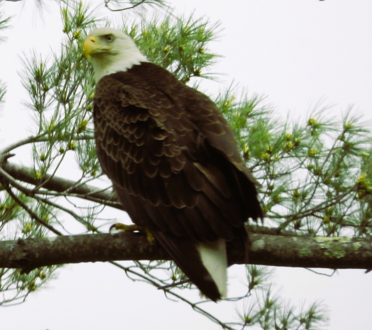 orel bělohlavý - ML636721690