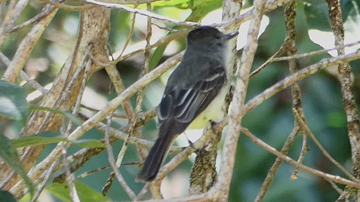 Venezuelan Flycatcher - ML636721694