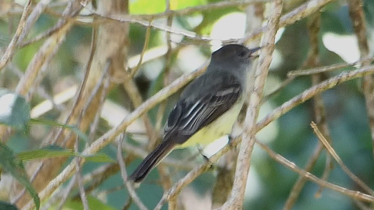 Venezuelan Flycatcher - ML636721699