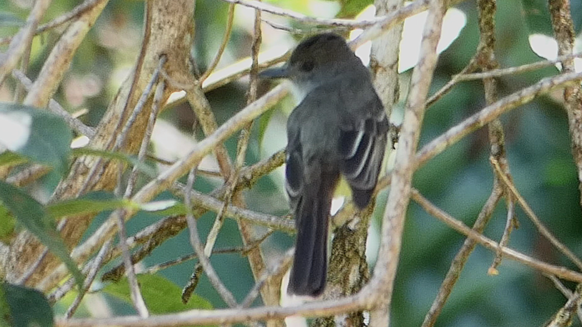 Venezuelan Flycatcher - ML636721700