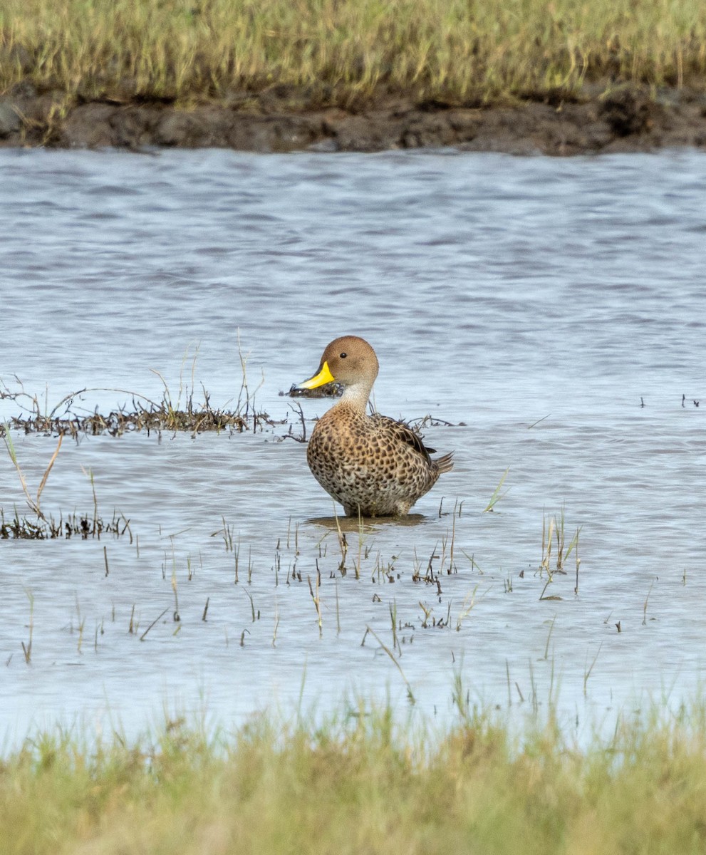 Yellow-billed Pintail - ML636721709