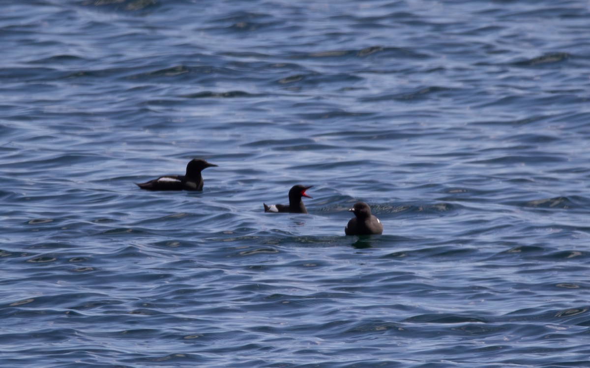 Black Guillemot - ML636721713