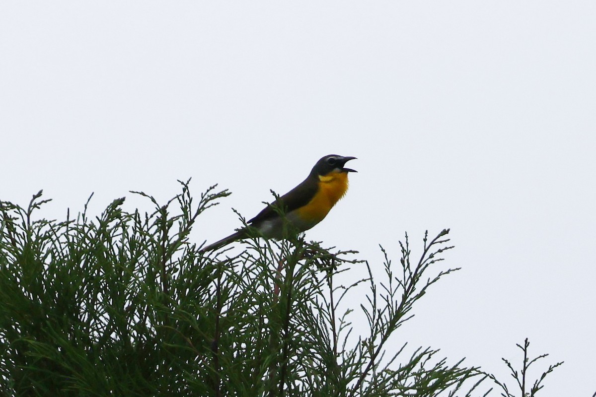 Yellow-breasted Chat - ML636721724